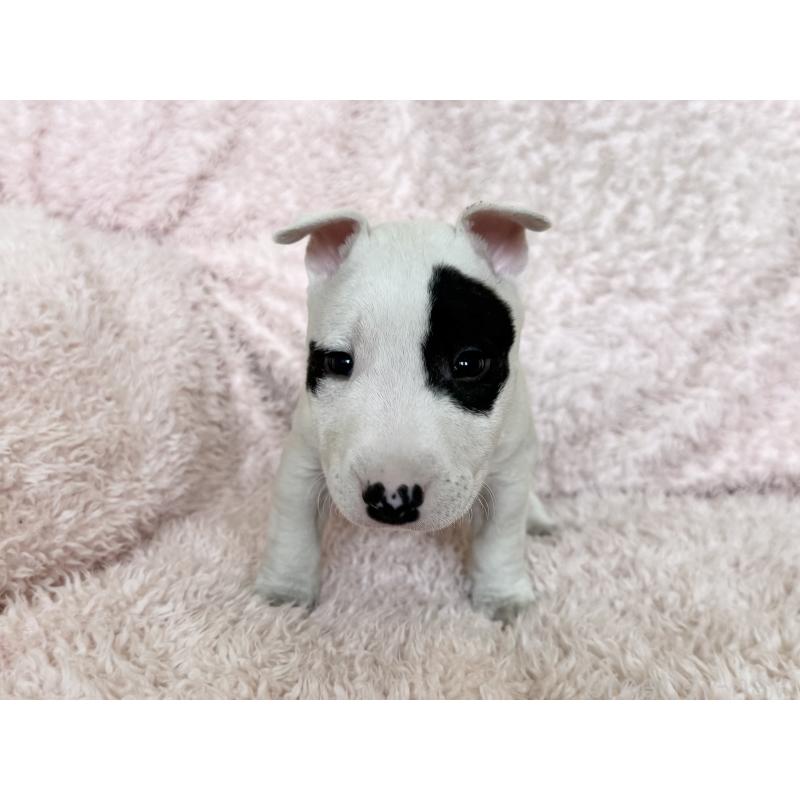 販売中の三重県のミニチュアブルテリア-439944の3枚目