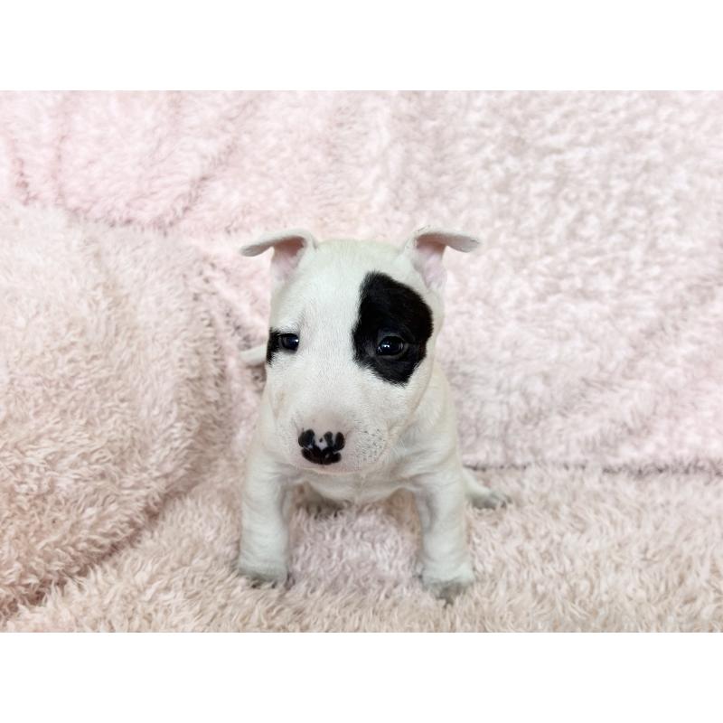 販売中の三重県のミニチュアブルテリア-439944の2枚目