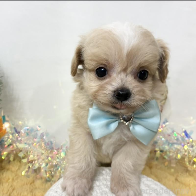 販売中の岐阜県のチワプー:チワワ×トイプードル-439945の1枚目