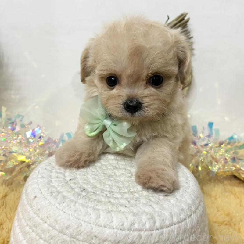 販売中の岐阜県のチワプー:チワワ×トイプードル-439946