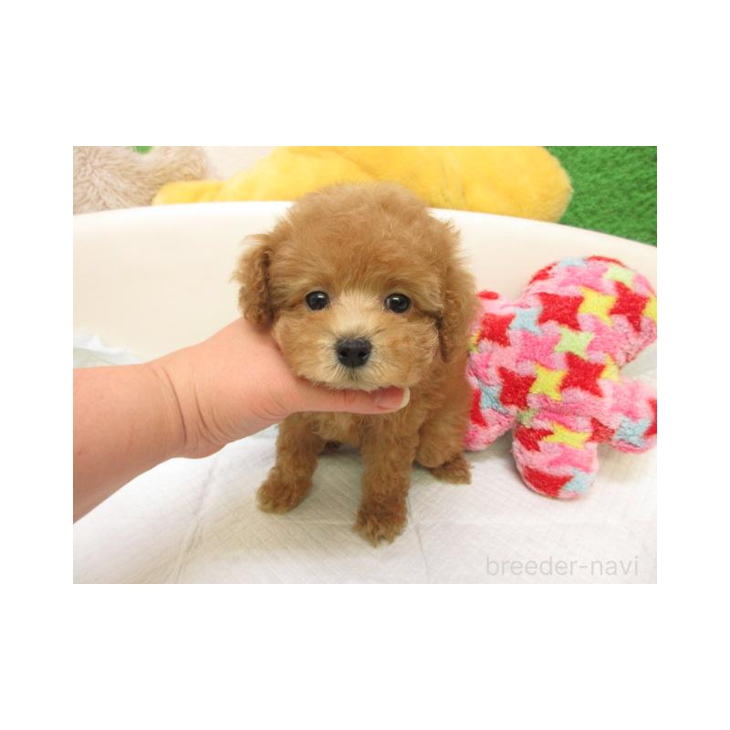 販売中の大阪府のトイプードル-439947