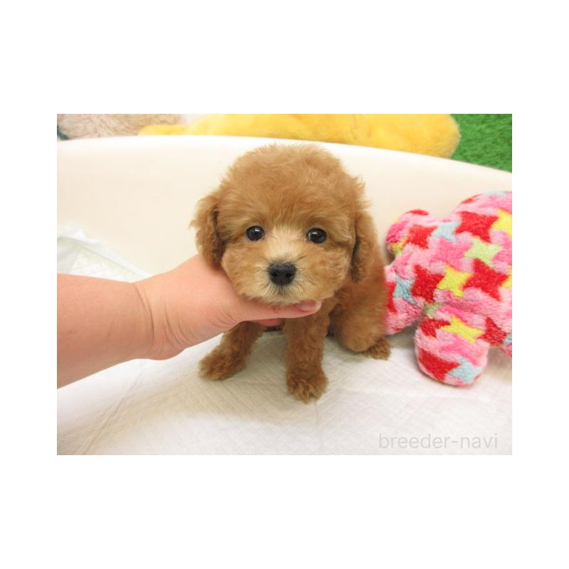 販売中の大阪府のトイプードル-439947の2枚目