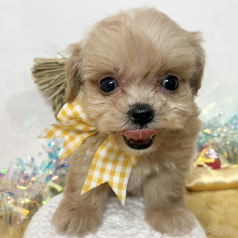 販売中の岐阜県のチワプー:チワワ×トイプードル-439948