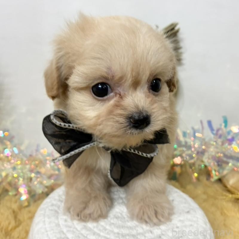 販売中の岐阜県のチワプー:チワワ×トイプードル-439949