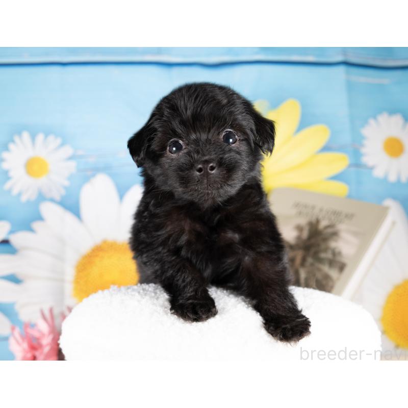 販売中の愛知県のポメプー:ポメラニアン×トイプードル-439950の5枚目