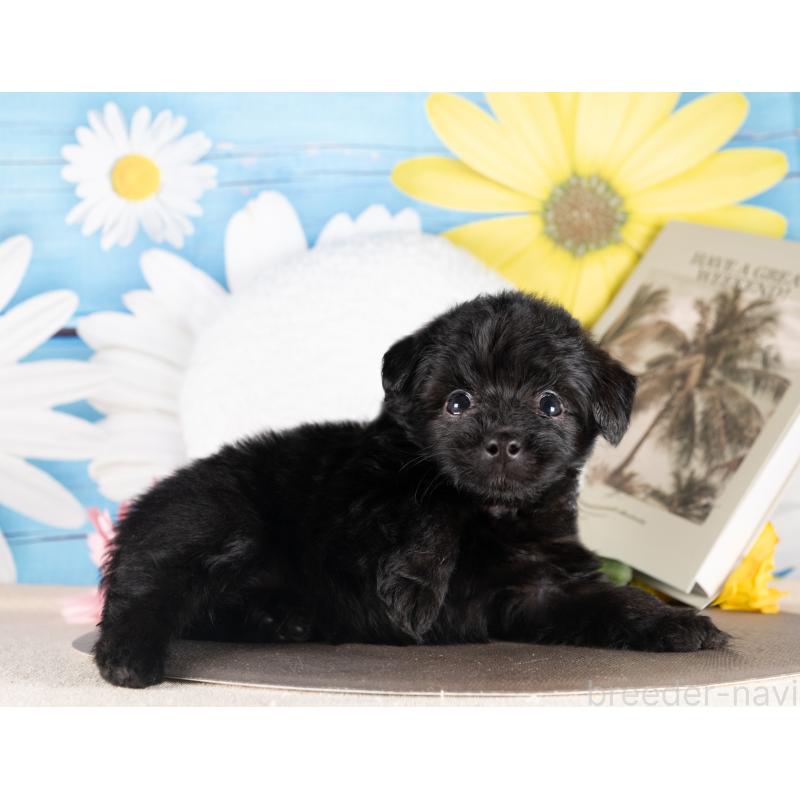 販売中の愛知県のポメプー:ポメラニアン×トイプードル-439950の4枚目