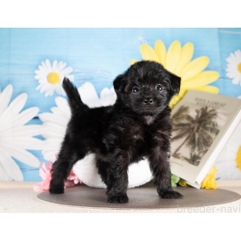 販売中の愛知県のポメプー:ポメラニアン×トイプードル-439950の2枚目