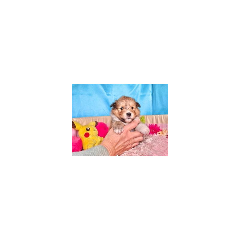 成約済の愛知県のシェットランドシープドッグ(シェルティ)-437932の3枚目