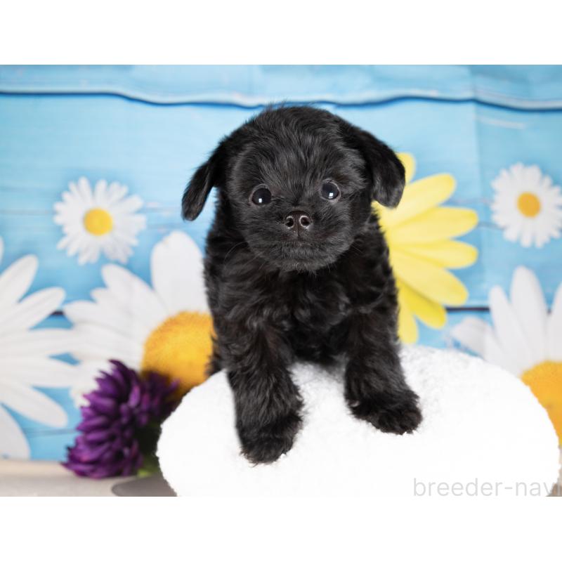 販売中の愛知県のポメプー:ポメラニアン×トイプードル-439951の4枚目