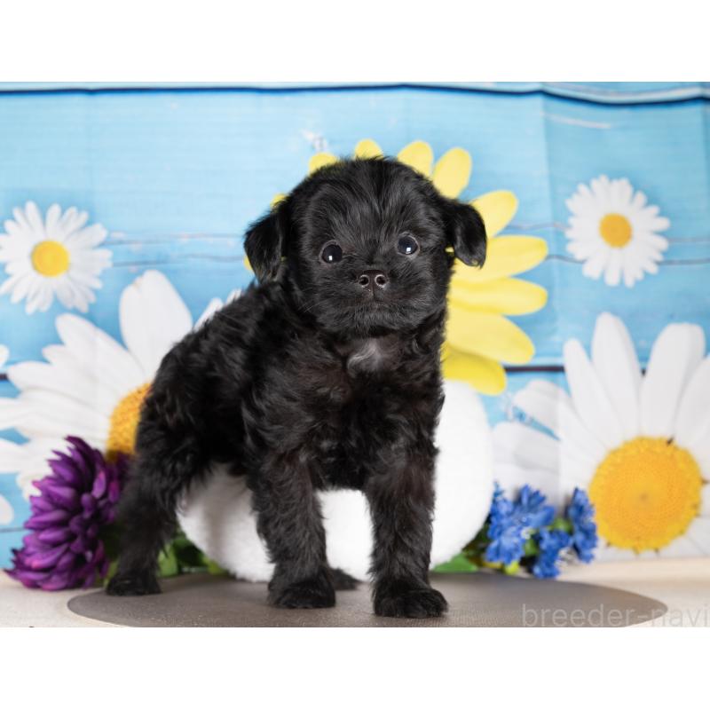 販売中の愛知県のポメプー:ポメラニアン×トイプードル-439951の3枚目