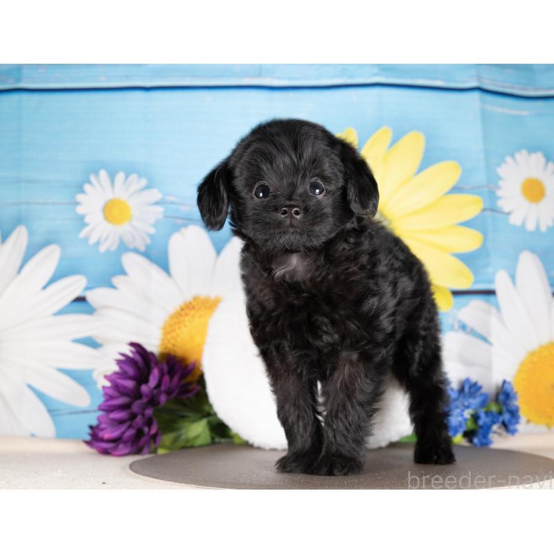 販売中の愛知県のポメプー:ポメラニアン×トイプードル-439951の2枚目