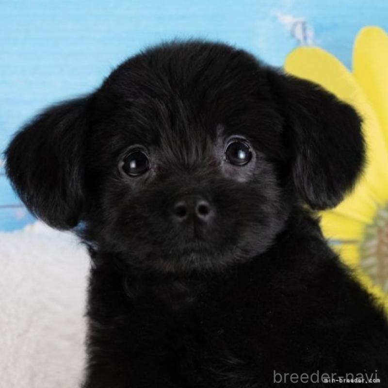 販売中の愛知県のポメプー:ポメラニアン×トイプードル-439951の1枚目