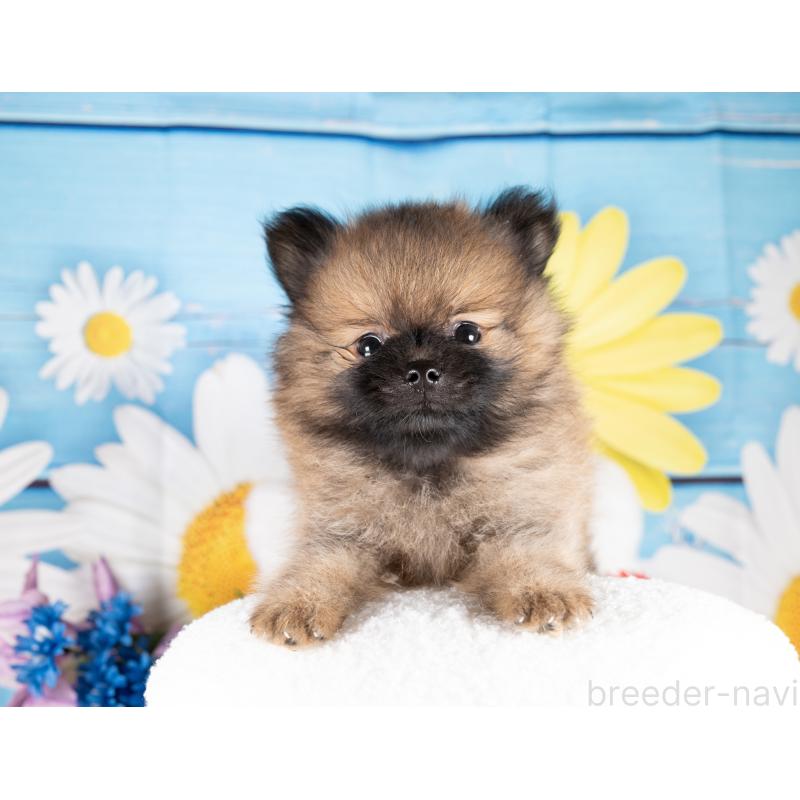 販売中の愛知県のポメラニアン-439952の3枚目