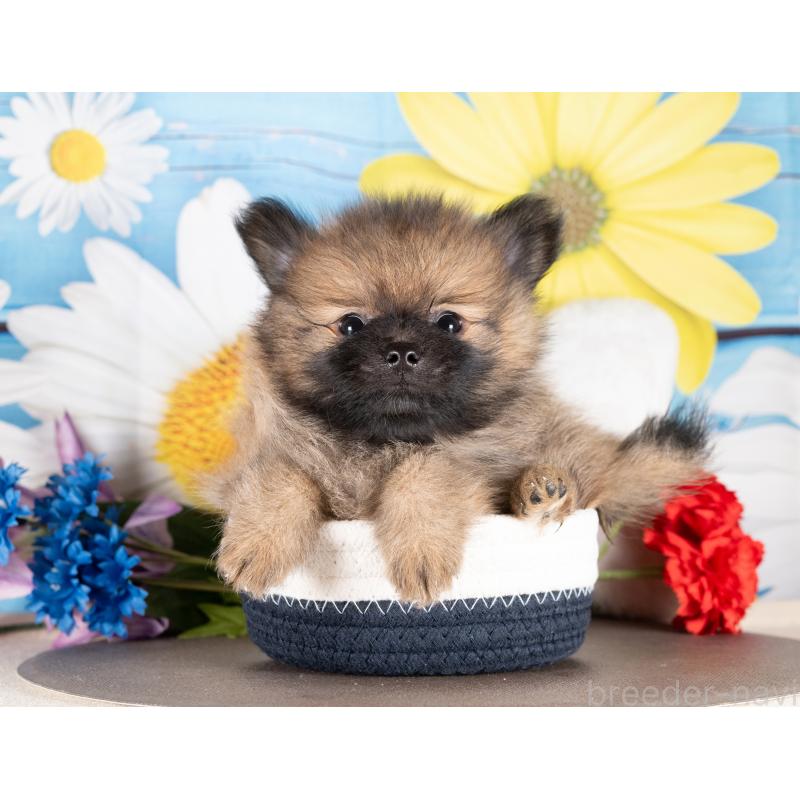 販売中の愛知県のポメラニアン-439952の2枚目