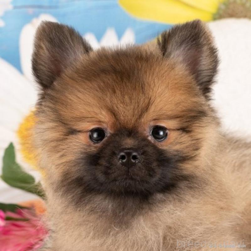 販売中の愛知県のポメラニアン-439952の1枚目