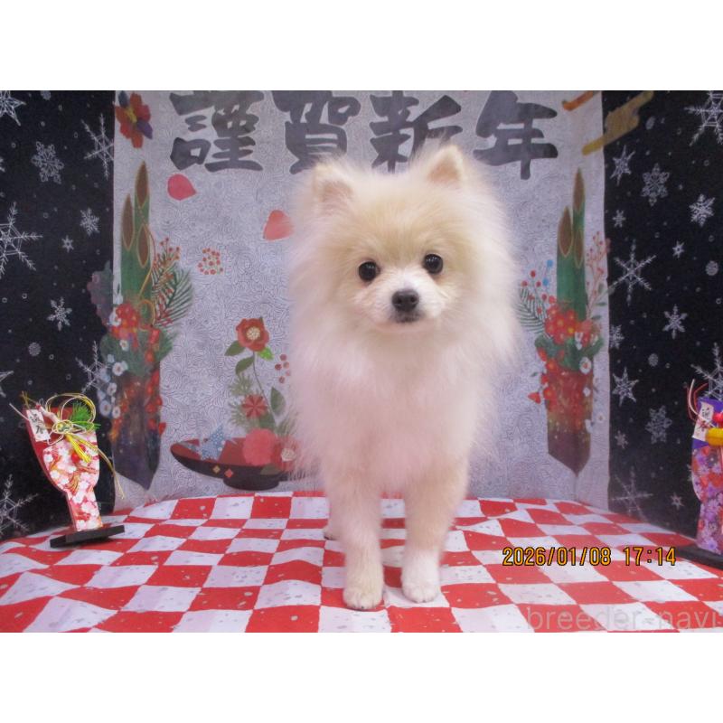 販売中の鳥取県のポメラニアン-421890の2枚目