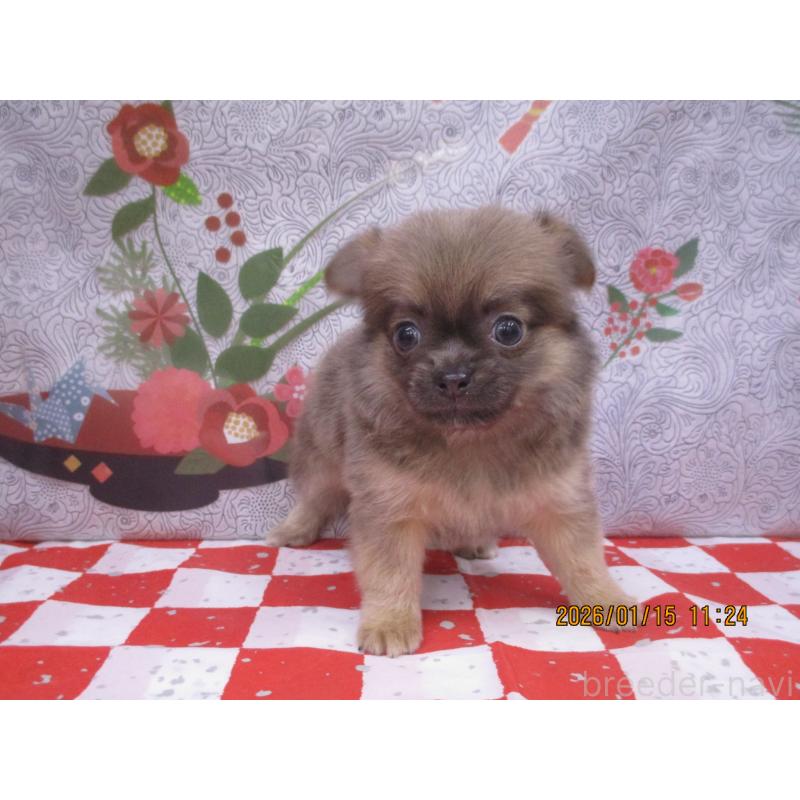 販売中の鳥取県のチワワ(ロングコート)-431086の2枚目