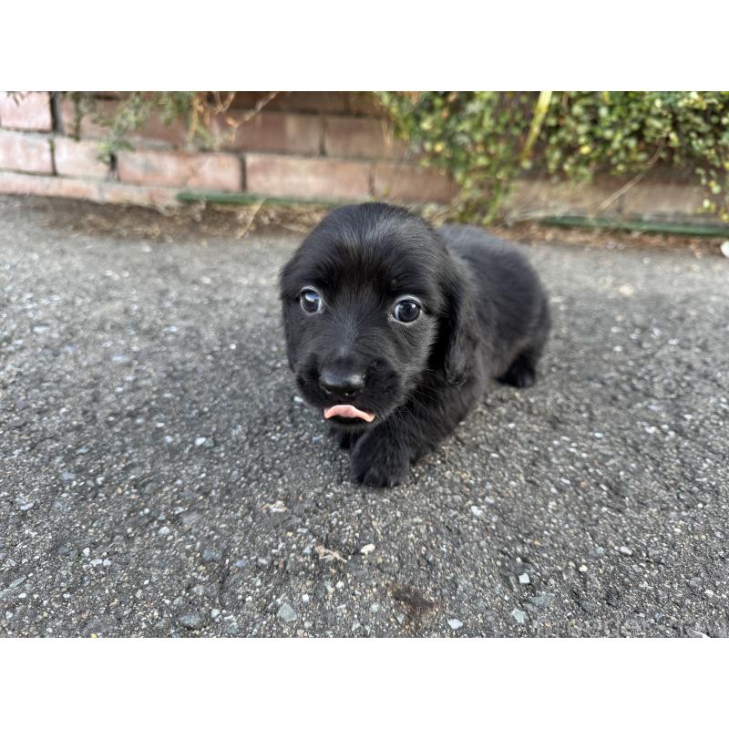 成約済の福岡県のミニチュアダックスフンド(ロングヘアード)-438917の10枚目