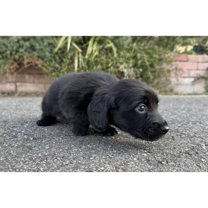 成約済の福岡県のミニチュアダックスフンド(ロングヘアード)-438917の9枚目