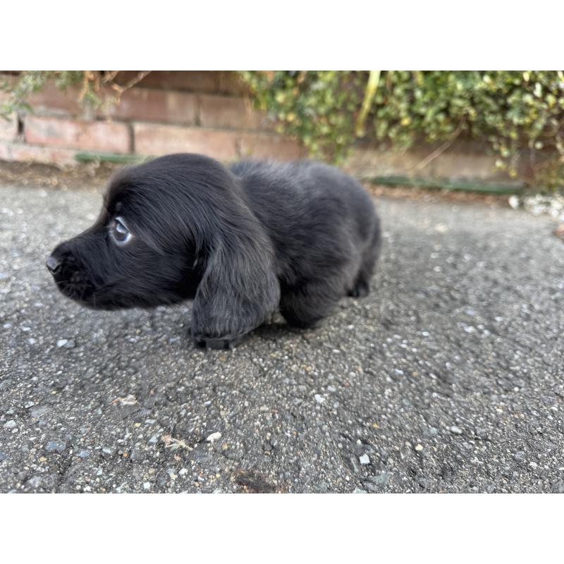 成約済の福岡県のミニチュアダックスフンド(ロングヘアード)-438917の7枚目