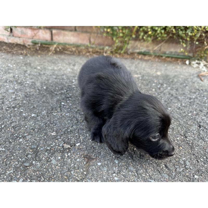 成約済の福岡県のミニチュアダックスフンド(ロングヘアード)-438917の6枚目