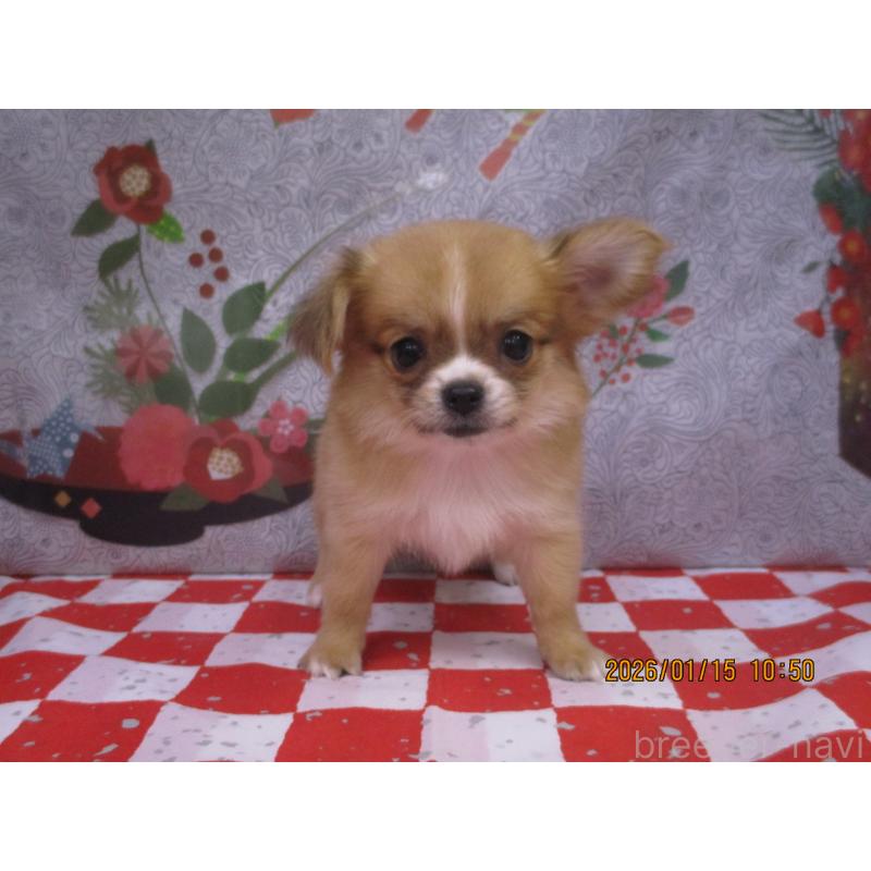 販売中の鳥取県のチワワ(ロングコート)-431087の2枚目