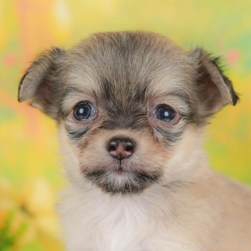 販売中ののチワワ(ロングコート)-439955