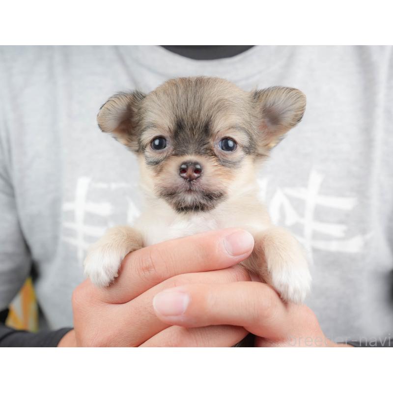 販売中の神奈川県のチワワ(ロングコート)-439955の15枚目