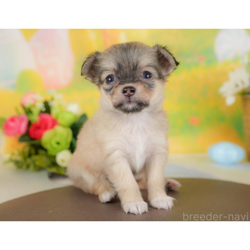 販売中の神奈川県のチワワ(ロングコート)-439955の14枚目