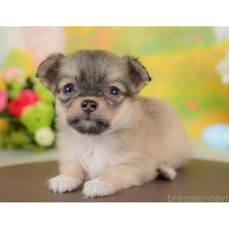 販売中の神奈川県のチワワ(ロングコート)-439955の13枚目