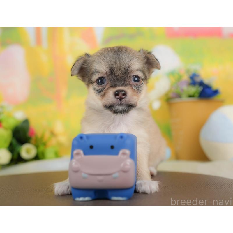 販売中の神奈川県のチワワ(ロングコート)-439955の12枚目