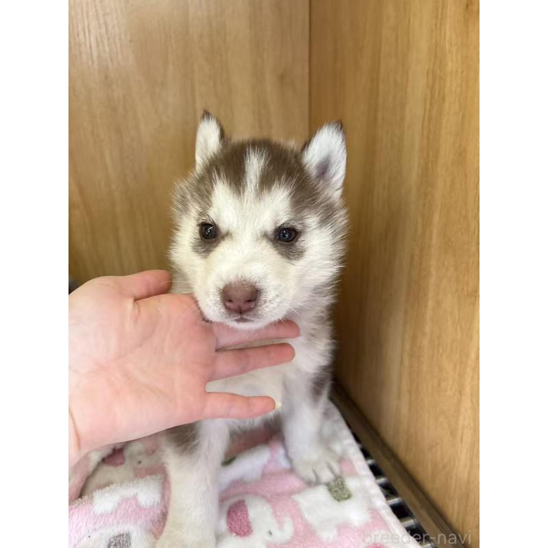 販売中の愛知県のシベリアンハスキー-439954