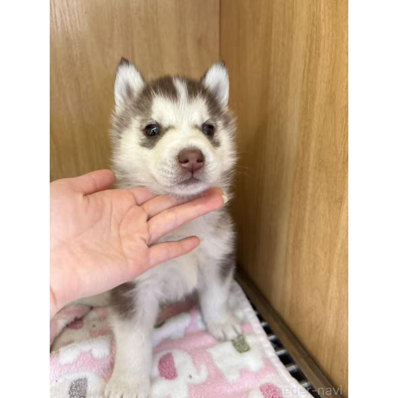 販売中の愛知県のシベリアンハスキー-439954の5枚目