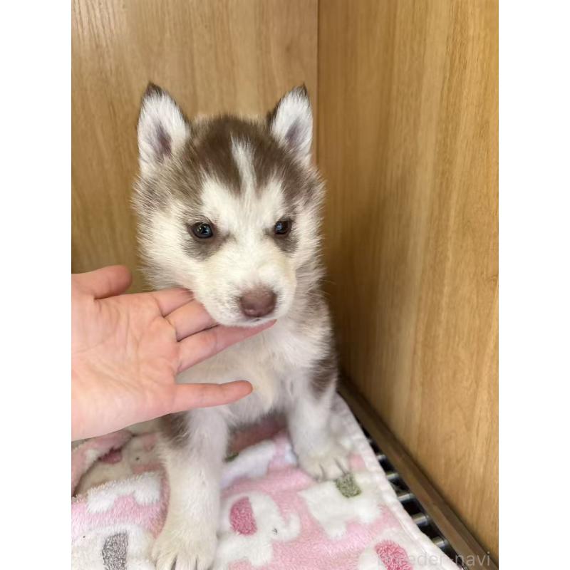 販売中の愛知県のシベリアンハスキー-439954の4枚目