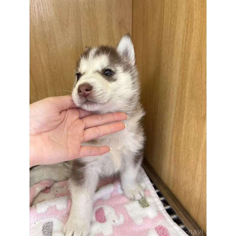 販売中の愛知県のシベリアンハスキー-439954の3枚目