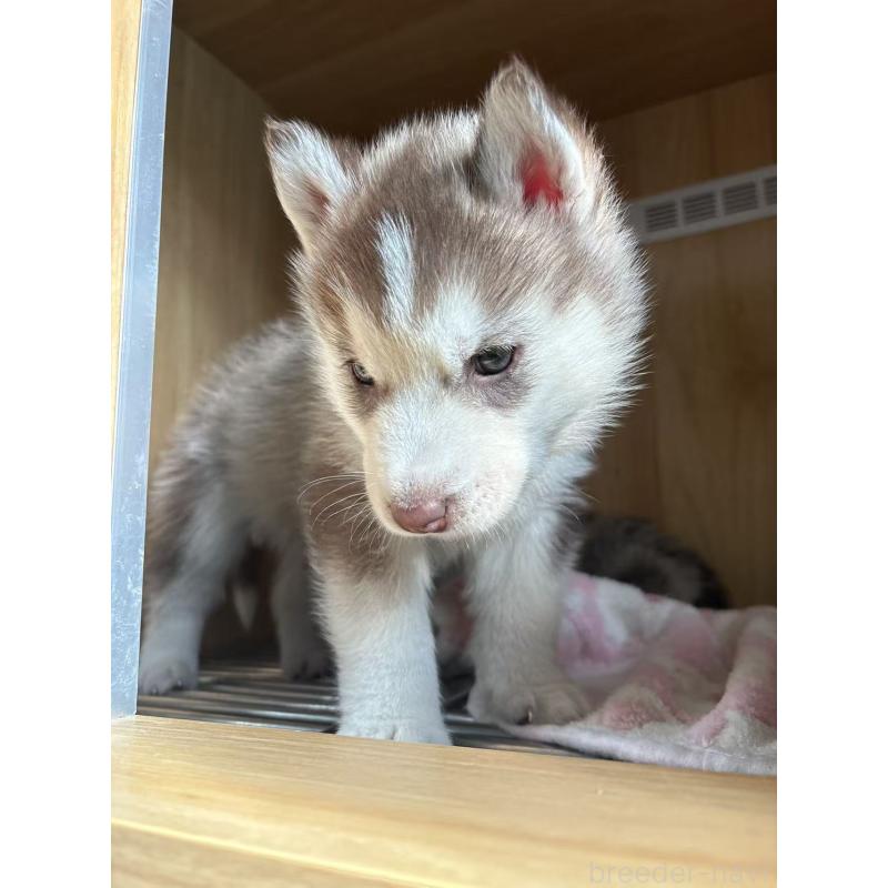 販売中の愛知県のシベリアンハスキー-439954の2枚目