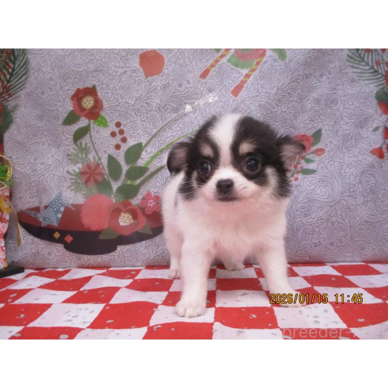 成約済の鳥取県のチワワ(ロングコート)-431085の2枚目