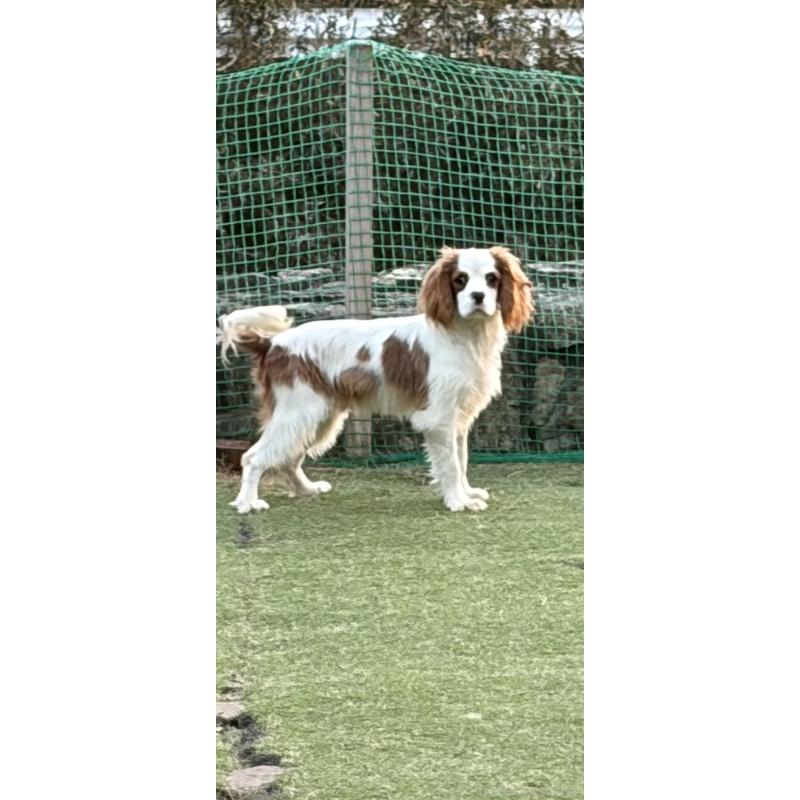 販売中の岡山県のキャバリアキングチャールズスパニエル-414850の3枚目