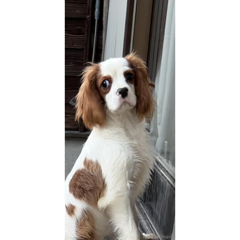 販売中の岡山県のキャバリアキングチャールズスパニエル-414850の2枚目