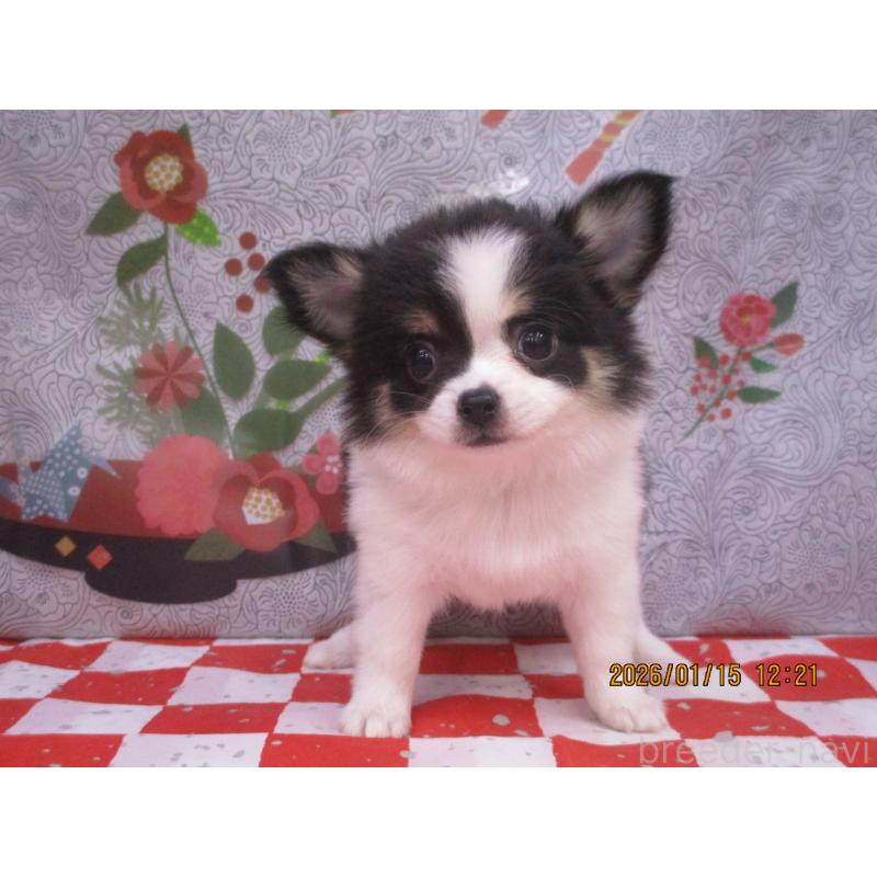 成約済の鳥取県のチワワ(ロングコート)-431088の2枚目