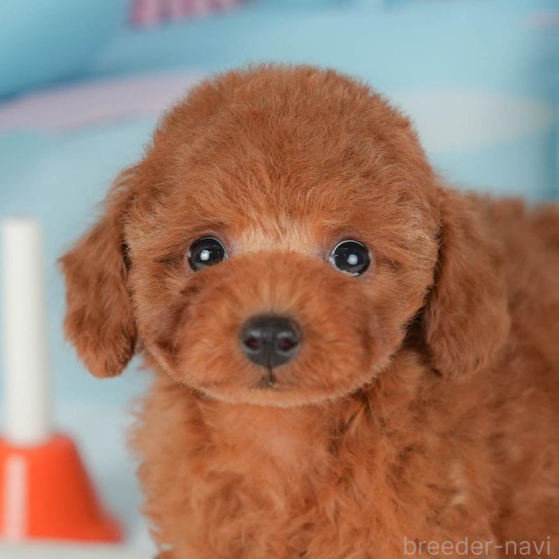 販売中の神奈川県のトイプードル-439957