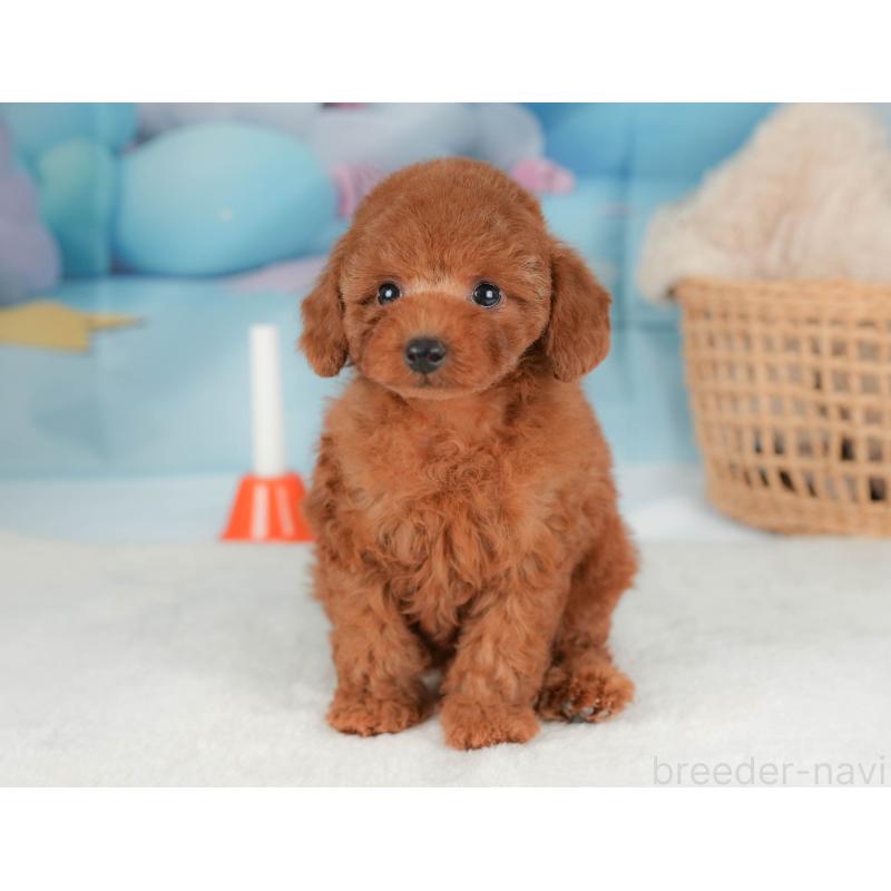 販売中の神奈川県のトイプードル-439957の14枚目