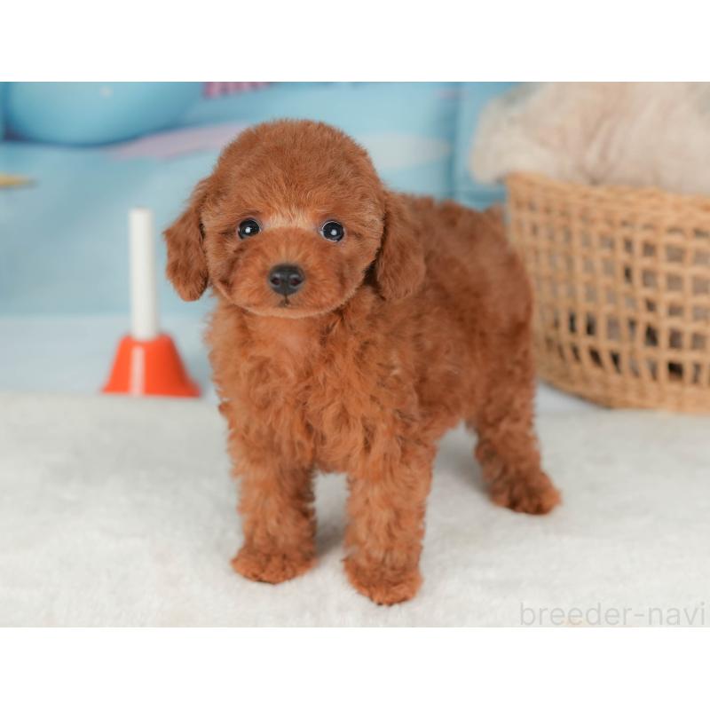 販売中の神奈川県のトイプードル-439957の12枚目