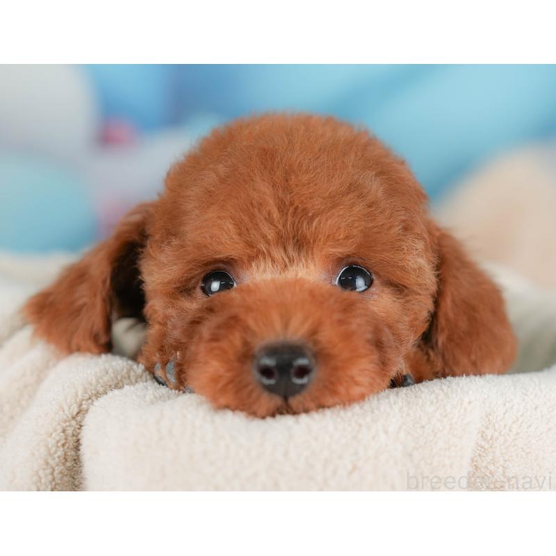 販売中の神奈川県のトイプードル-439957の11枚目