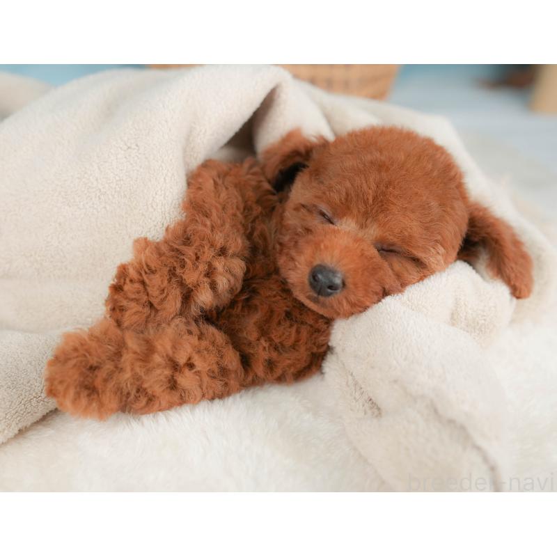 販売中の神奈川県のトイプードル-439957の10枚目