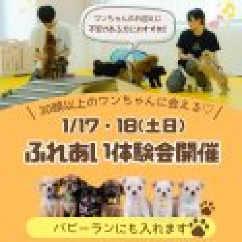 販売中の神奈川県のトイプードル-439957の9枚目