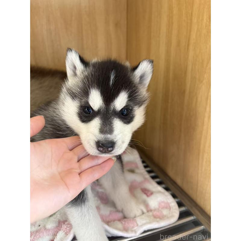 販売中の愛知県のシベリアンハスキー-439958