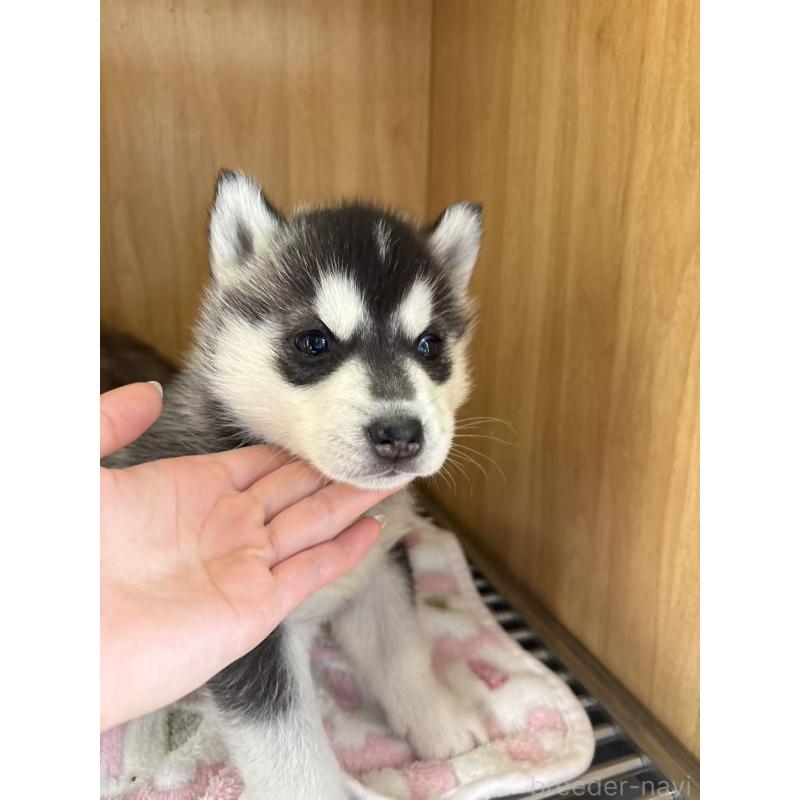 販売中の愛知県のシベリアンハスキー-439958の5枚目