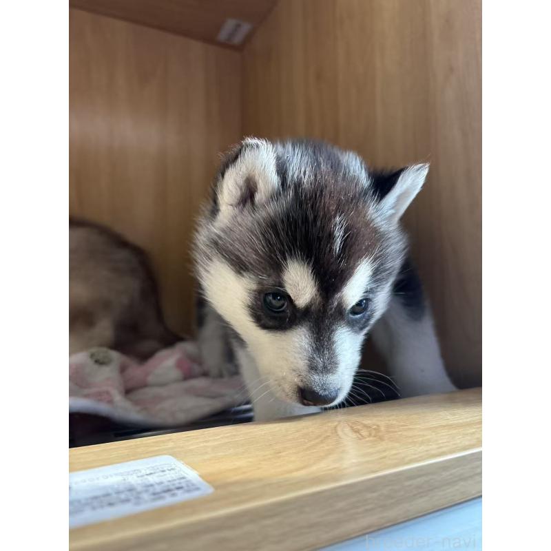 販売中の愛知県のシベリアンハスキー-439958の3枚目