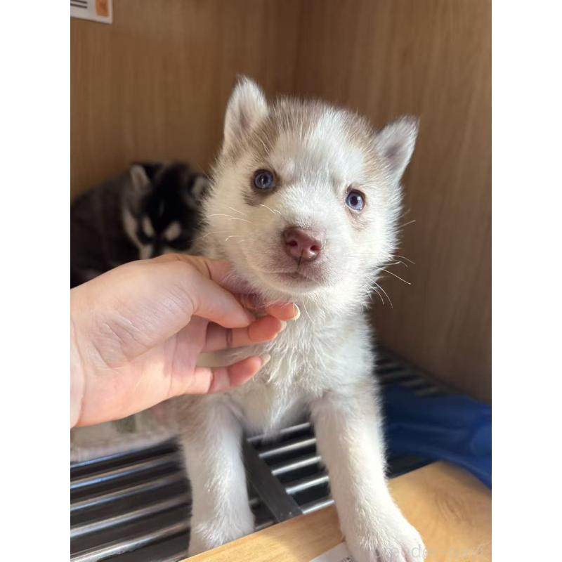 販売中の愛知県のシベリアンハスキー-439959の6枚目